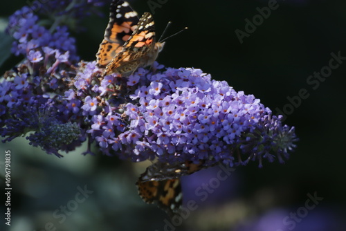 Red Admiral (Atalanta Vanessa) Butterfly