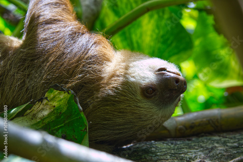A closeup of a three-fingered sloth resting on a tree branch in the Costa Rican jungle next to the Caribean coastline