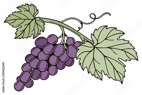 A bunch of purple grapes on a vine with leaves