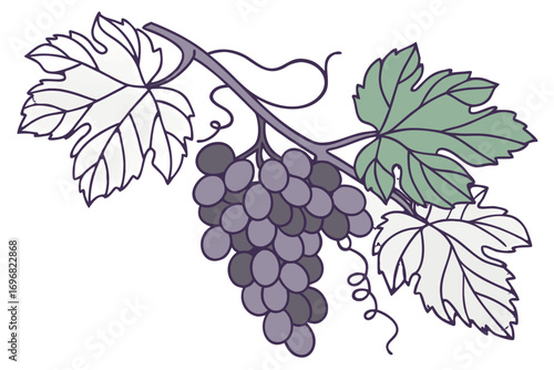 A bunch of purple grapes on a vine with leaves