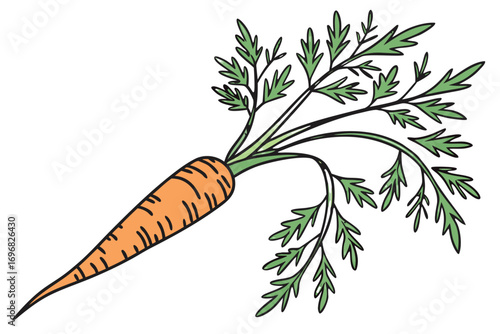 Fresh carrot with green leaves