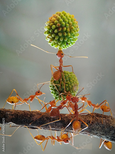 Teamwork of Ants Lifting Green Seed.