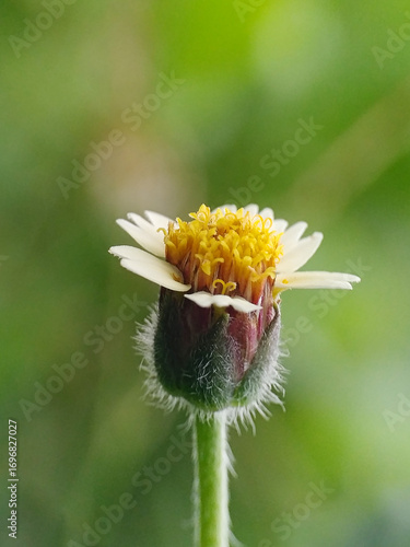 Closeup of a Small Wildflower in Bloom.