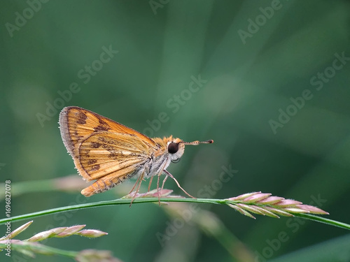 Closeup of a Small Orange Butterfly on a Plant.
