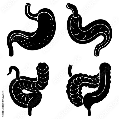 Illustration showing four different digestive organs including the stomach and intestines in black and white