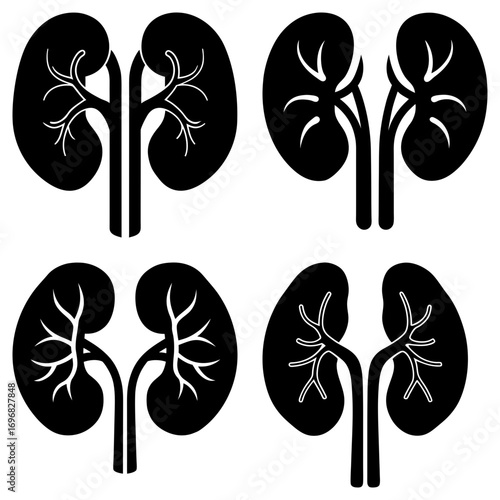 Four kidney illustrations showing internal structure and external shape in black and white vector art