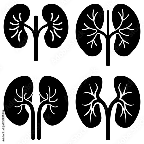 Four kidney illustrations in black and white showing internal structures and organ shape in detail art