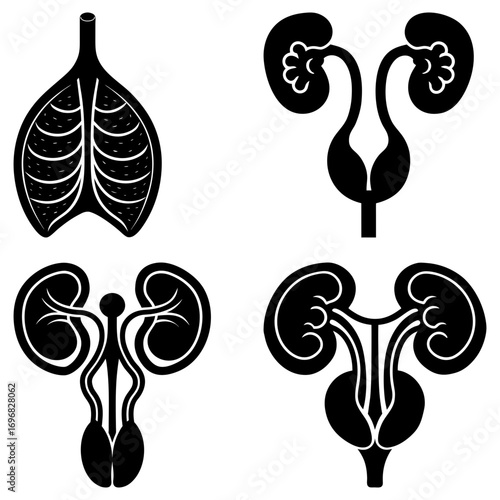Four anatomical illustrations depicting the human urinary system in black and white silhouette style