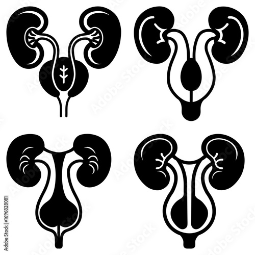 Four anatomical illustrations of the urinary system showing kidneys ureters and bladder in black and white