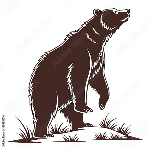 Brown Bear Standing On Grass Silhouette With Head Tilted Up On White Background grizzly bear animal