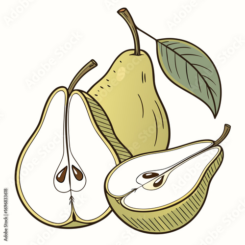 A beautiful set of fresh pears depicted in a detailed, hand-drawn style, showing the whole fruit and its cross-section with seeds