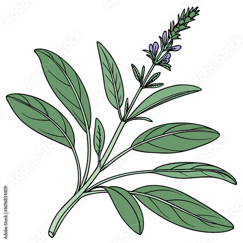 Detailed botanical illustration of a blooming sage plant sprig with green leaves and purple flowers isolated on a white background