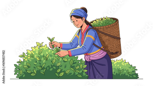 Tea Picker at Work: A skilled individual, gracefully plucking tea leaves from a lush, vibrant bush, carries a woven basket filled with the fresh harvest.