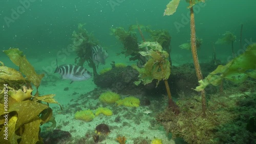 Red moki Cheilodactylus spectabilis swimming among brown kelp and colourful sponges above flat rocky reef. Location: Leigh New Zealand