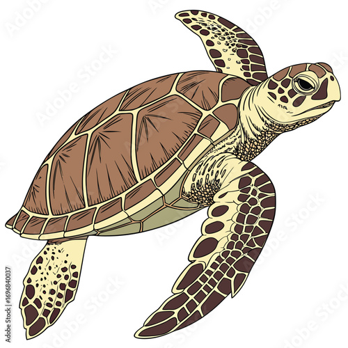Detailed Illustration of a Sea Turtle Swimming with Fins Extended on White marine life ocean