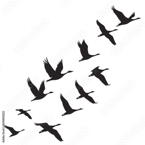 Flock of Geese Silhouettes Flying in Formation on White Background goose bird