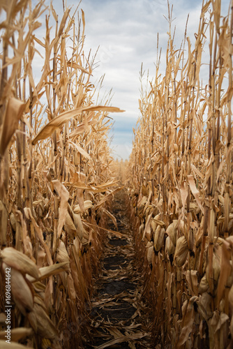 Fotografie Autumn pathway through dried cornfield maze with golden stalks, farmland harvest