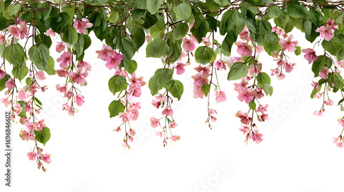 Wallpaper Mural Hanging pink flower vines with green leaves isolated on white background.  Torontodigital.ca