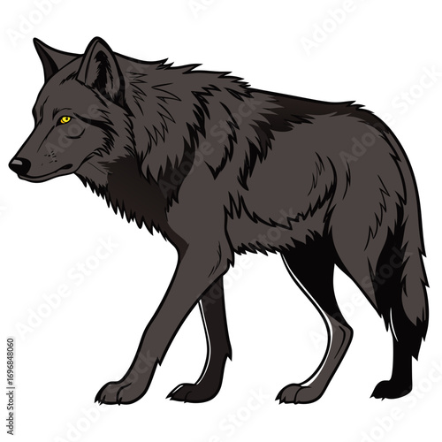 A black wolf with yellow eyes walks with its head turned to the left, isolated on a