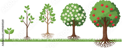 Stages of tree growth from seedling to fruit-bearing apple tree
