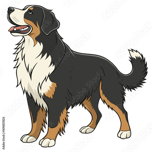 Bernese mountain dog cartoon illustration