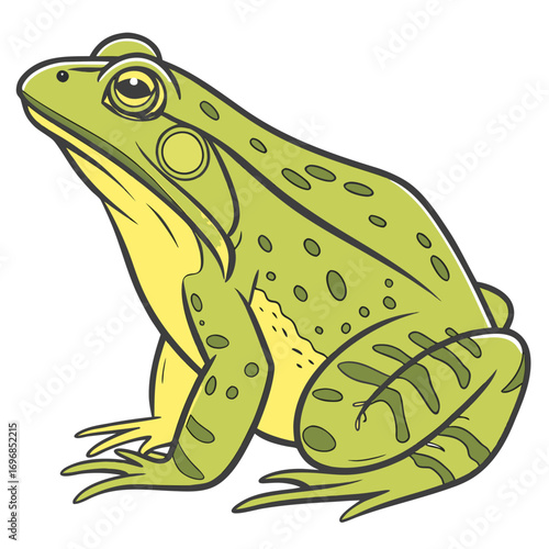 Green frog illustration