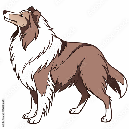 Illustration of a rough collie dog looking up