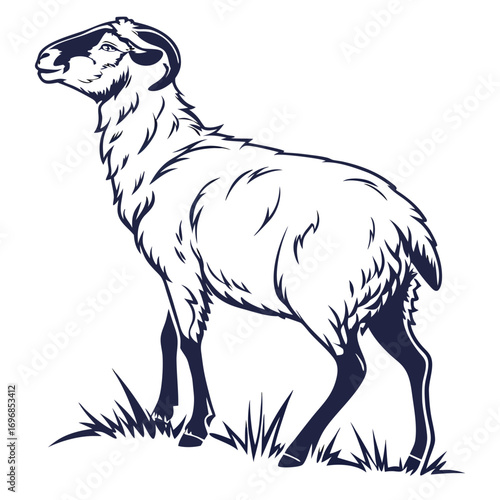 Sheep with horns standing on grass on white background lamb livestock