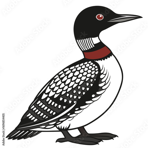 Common loon bird illustration