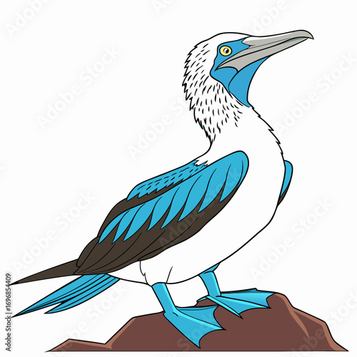 Bluefooted booby bird standing on a rock