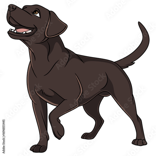 Chocolate labrador retriever dog standing and looking up
