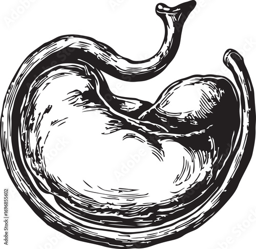 Human stomach anatomy silhouette illustration