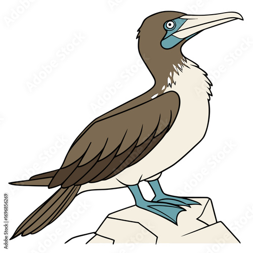 Bluefooted booby bird standing on a rock