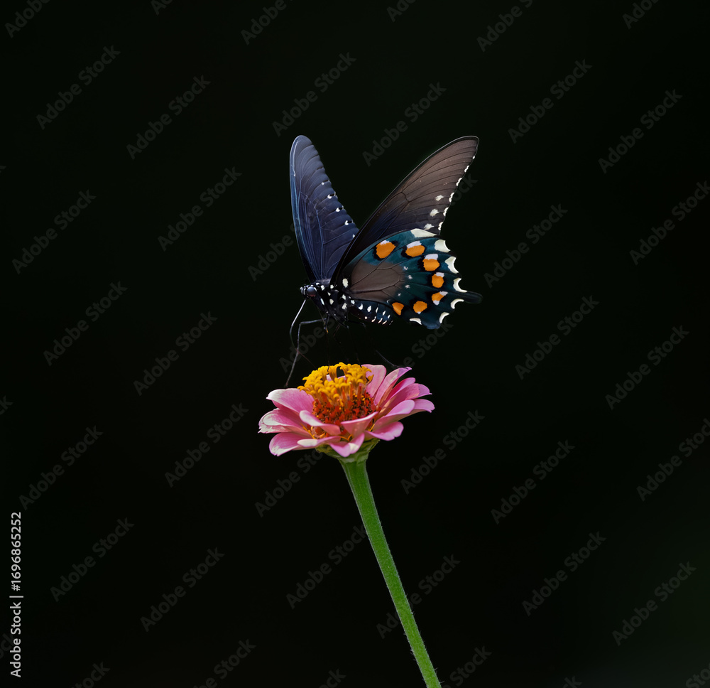 Fototapeta premium black swallowtail butterfly on flower