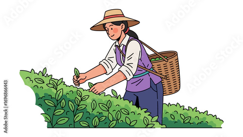 Tea Harvesting Harmony: A graphic illustration of a tea farmer delicately collecting fresh tea leaves, blending artistry and tranquility.