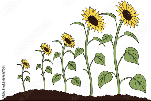 Sunflower growth stages from seedling to mature plant isolated on white background
