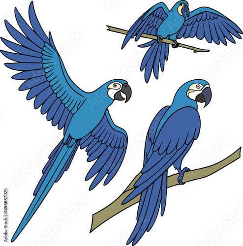 Three Blue Macaws in Different Poses on Black Background parrot bird