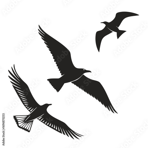 Three Seagull Silhouettes in Flight on White Background seagulls bird