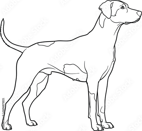 Elegant outline of a poised dog standing alertly, showcasing its sleek physique and characteristic markings.