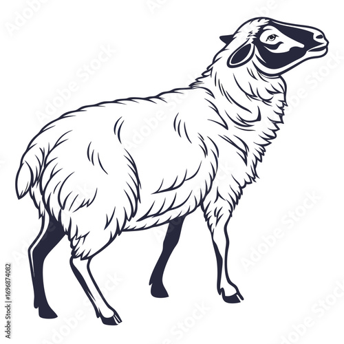 White sheep with dark face and ears standing on white background lamb