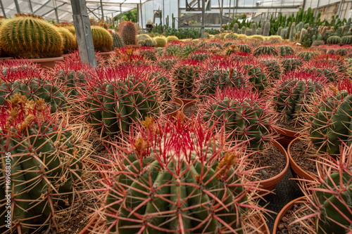 Beautiful cactus in detail, botanical garden, nursery, Italy