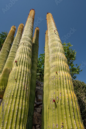 Beautiful cactus in detail, botanical garden, nursery, Italy