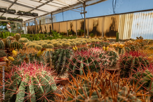 Beautiful cactus in detail, botanical garden, nursery, Italy