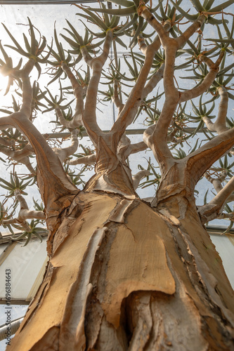Beautiful old aloe in detail, botanical garden, nursery, Italy