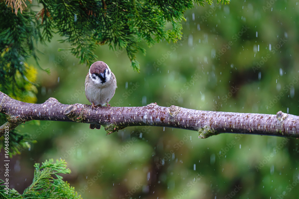 Fototapeta premium mazurek ptak mały podobny do wróbla