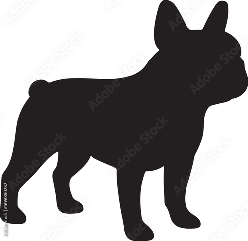 Silhouette of a french bulldog standing alert and proud a popular dog breed