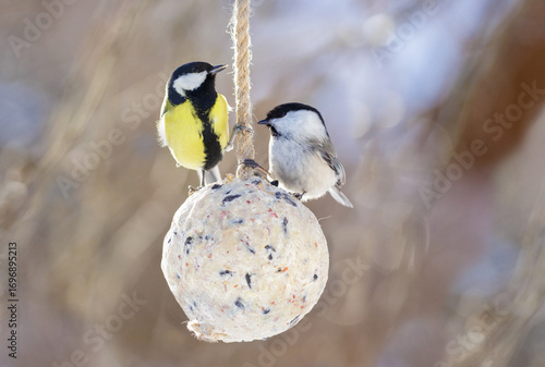 little birds feeding on bird feeder with suet fat ball. Great tit and chickadee