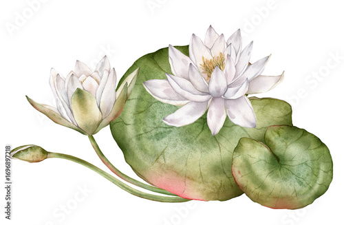 Fotografie Watercolor bouquet of bud Water yellow Lily with green leaves