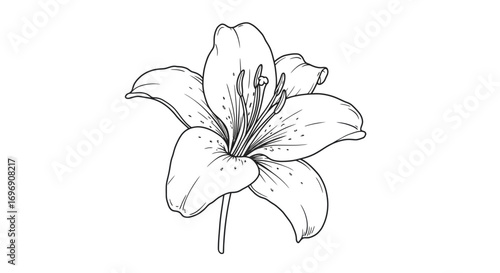Detailed floral line art of a single lily flower with clean outlines for coloring or design