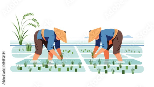 Rice Paddy Farmers Planting: Two dedicated farmers, silhouetted in the serene landscape of a rice paddy, diligently plant seedlings amidst the still water.